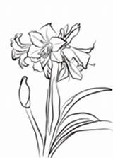 Amaryllis Coloring Pages Hardy Drawing Flower Printable Supercoloring Line Coloringbay Getdrawings Choose Board sketch template