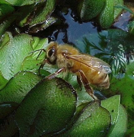 honey bee water garden