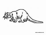 Shrew Coloring Pages Adult Colormegood Animals sketch template