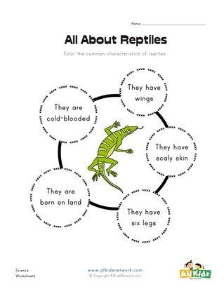 reptiles worksheet amphibians reptiles kindergarten