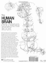 Neuroscience Neuroanatomy Studenten Geneeskunde Kleurboeken sketch template