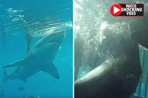 great white shark attack huge predator bites boat and lunges at divers daily star