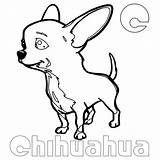 Chihuahua Bestcoloringpagesforkids Chiwawa Colouring Chihuahuas Coloringfolder sketch template