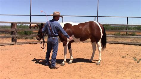 dale fredricks horse training groundwork  leg yield turns