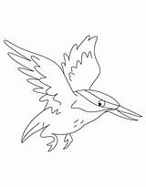 Kingfisher Coloring Flying Pages Getcolorings sketch template