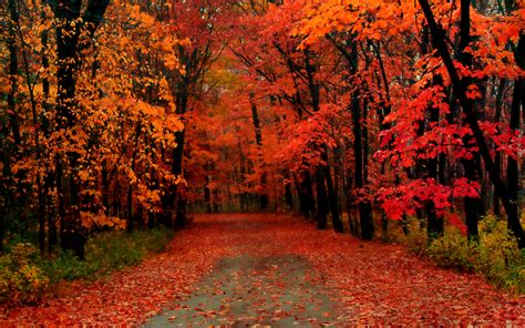 beautiful autumn wallpapers  wow style
