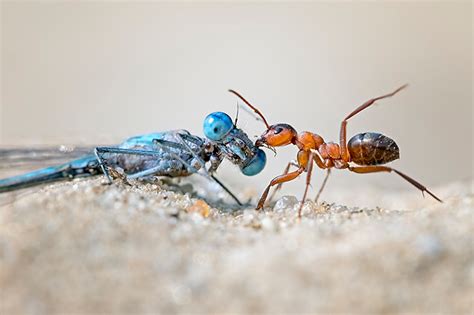 fotowettbewerb faszinierende insekten nabu ist beendet