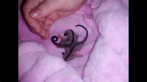 hewan terbesar baby sugar glider  pouch images