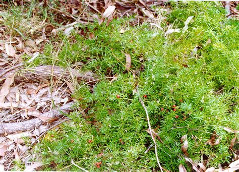 weed of the week asparagus fern redland city council news