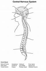 Nervous Nervioso Humano Supercoloring Espinal Sistemas Ausmalbilder Nervensystem Medula Esquema Completar Periférico Unlabeled Cns Spinal Physiology Yuli sketch template
