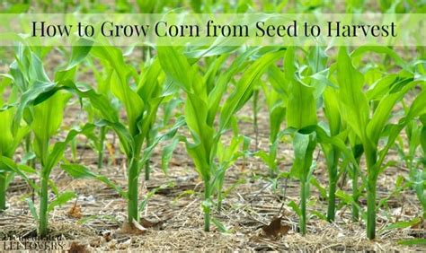 grow corn   garden  seed  harvest