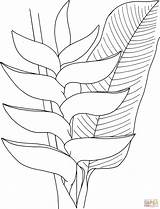 Heliconia Flower Coloring Pages Printable Drawing Supercoloring Flowers Coloriage Main Sheets Painting Drawings Colouring Imprimer Various Skip Type Choose Board sketch template