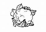 Cauliflower Coloring Drawing Large Getdrawings Edupics sketch template