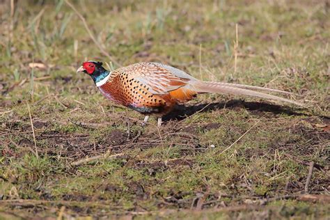 pittsburgher  uk pheasant photo id guide