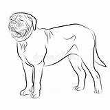 Mastiff Dogue Contour Afzonderlijke Konturen Darstellung Französischer Bordeauxdog Illustrationen sketch template