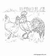 Rooster Hen sketch template
