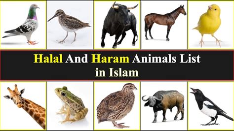 halal  haram animals list halal meat haram meat halal