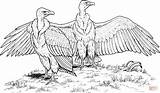 Vulture Grifone Buitres Kleurplaten Vultures Rumped Avvoltoi Condor Gier Kleurplaat Salvajes sketch template