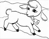 Coloring Lamb Printable Kids sketch template