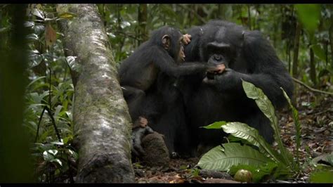 making  chimpanzee disneynature youtube