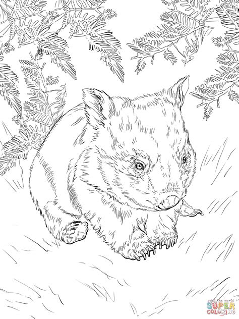 baby wombat coloring page  printable coloring pages