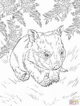 Wombat Coloring Pages Baby Drawing Printable Australian Getdrawings Categories sketch template