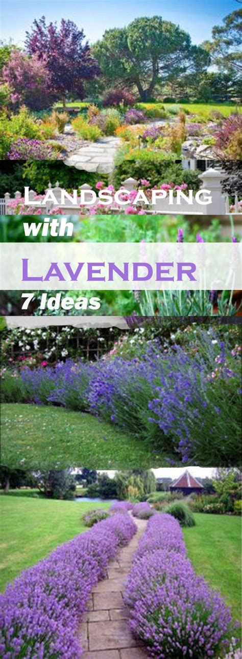 amazing ideas  landscaping  lavender front yard landscaping