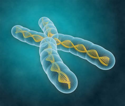 Genetics X Chromosome Gene Linked To Autism In Males Spectrum