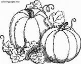 Pumpkins Coloring Fall Pages Pumpkin Drawing Autumn Vine Two Drawings Printable Halloween Printables Kids Leaves Print Colouring Adults Adult Choose sketch template