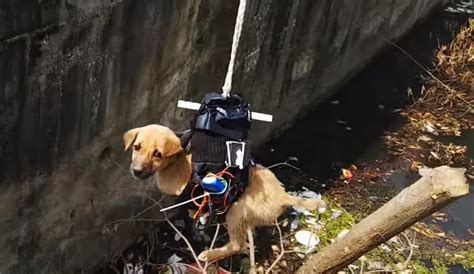 meet  lucknow man  built  drone  rescue  stranded puppy news