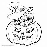 Coloring Pug Pumpkin Coloringtop sketch template
