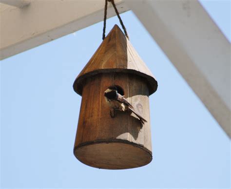 chickadee nesting outdoor decor bird house decor