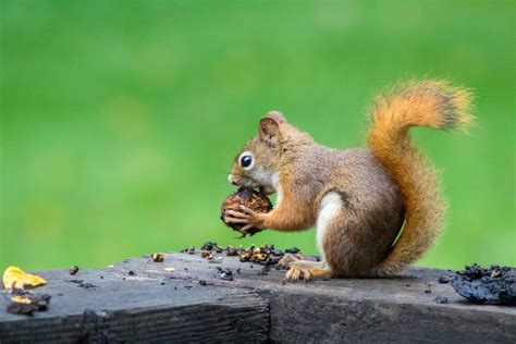 squirrel facts   adorable critters factsnet