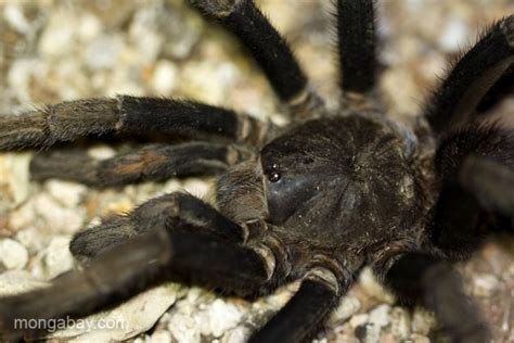 roadside tarantula photo by tiffany roufs