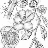 Pereskia Especies Cactaceae Rama Bleo Kunth sketch template