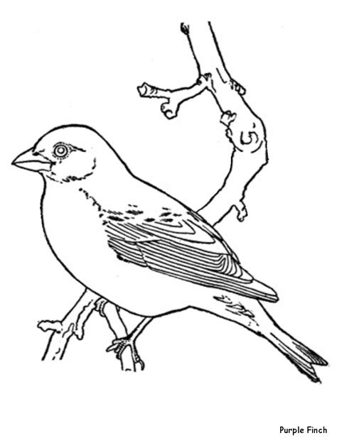 realistic bird coloring pages coloring home