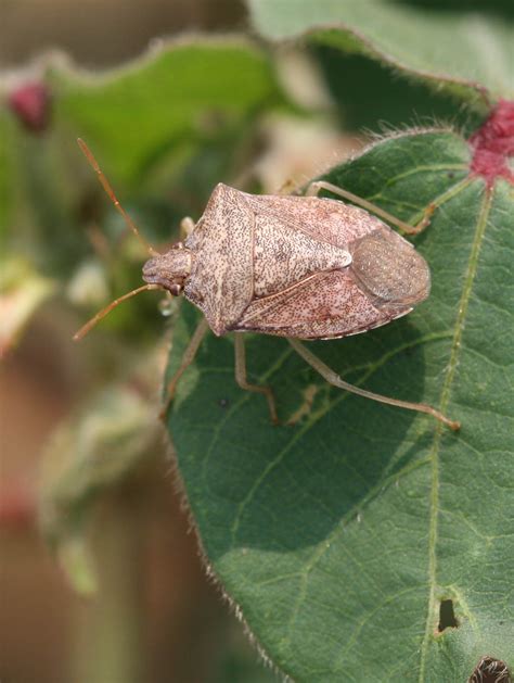 stink bugs nc state extension