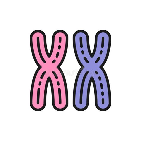 Cromosomas Xx Femeninos Sexo Femenino Genes Línea De Color Plana