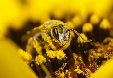 esciencecommons  pollen barcoding breaking  barriers