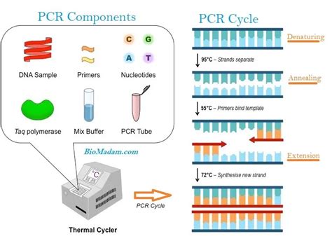 types  pcr common kinds  polymerase chain reaction biomadam