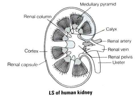 human kidney diagram labelled