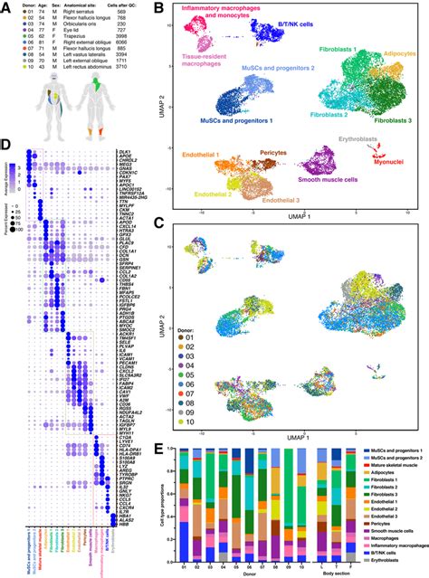 single cell transcriptomic map of human muscle tissue biopsies a