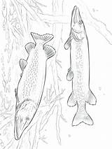 Coloring Getdrawings Walleye Salmon Pages sketch template