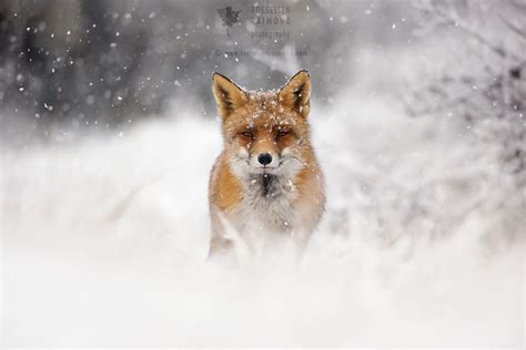 Red Fox In The Snow By Thrumyeye On Deviantart