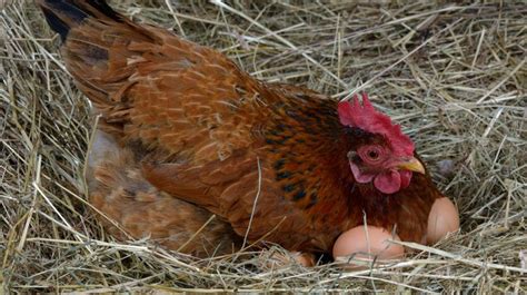 The Best Egg Laying Chickens For Your Homestead