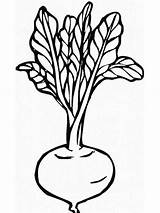 Turnip Coloring Pages Vegetable Printable Patterns Colouring Vegetables Drawing Recommended Kids Halpin Mary sketch template
