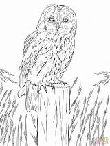 Chouette Waldkauz Coloriage Tawny Puszczyk Supercoloring Kolorowanka Coloriages Owls Hulotte Ausdrucken Kolorowanki Animaux Hibou Dibujo Sowa Eulen sketch template