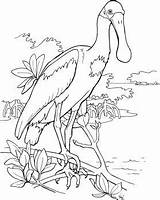 Spoonbill Roseate Cliparts Supercoloring sketch template