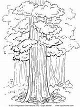Tree Coloring Pages Jungle Color Forest Book Girls Kids Sequoia National Park Copic Drawing Worksheets Leaf Fall Printable Books Print sketch template
