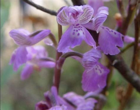 Orchids Use Sexual Trickery To Ensure Efficiency In Pollination